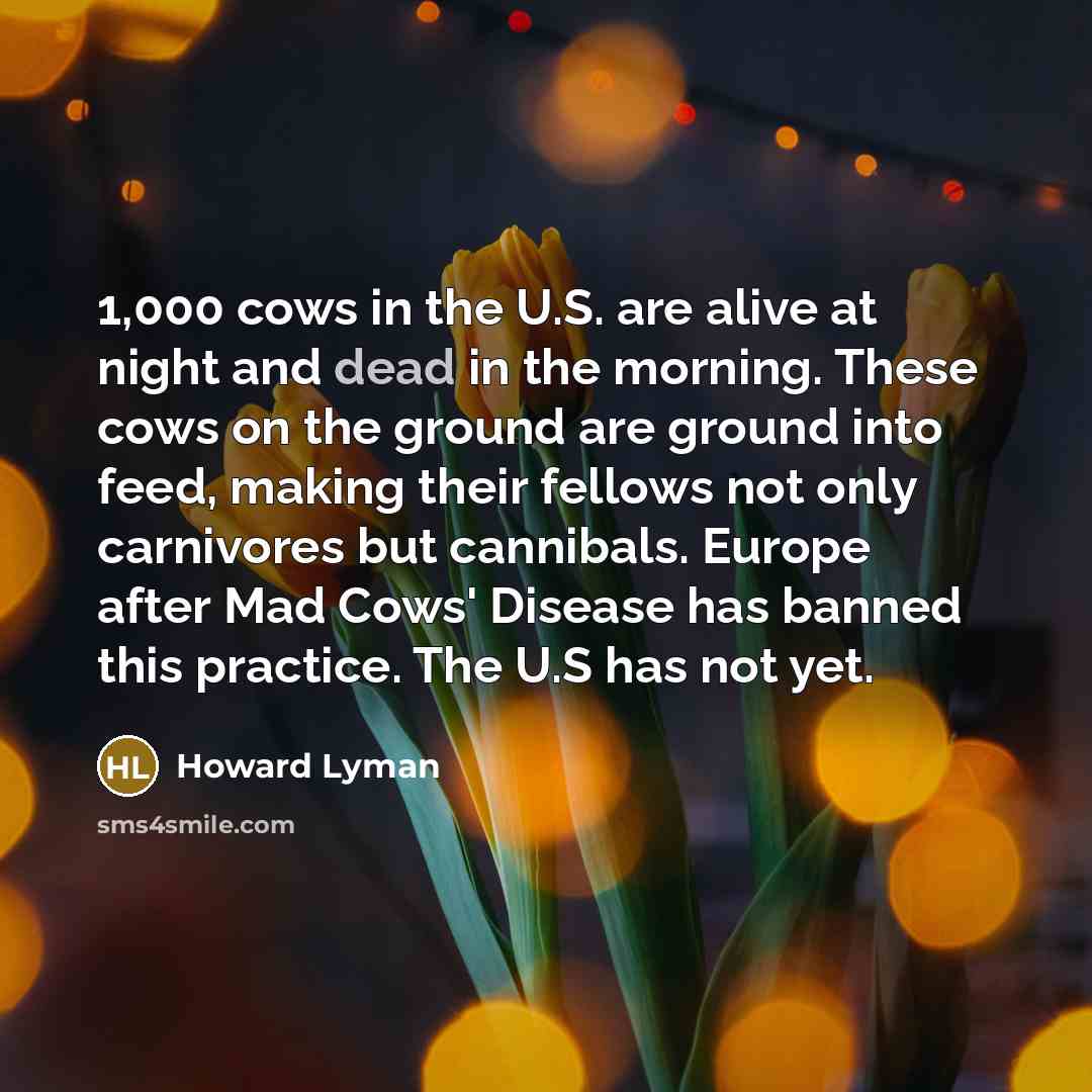 “1,000 cows in the U.S. are alive at night and…” quote by Howard Lyman