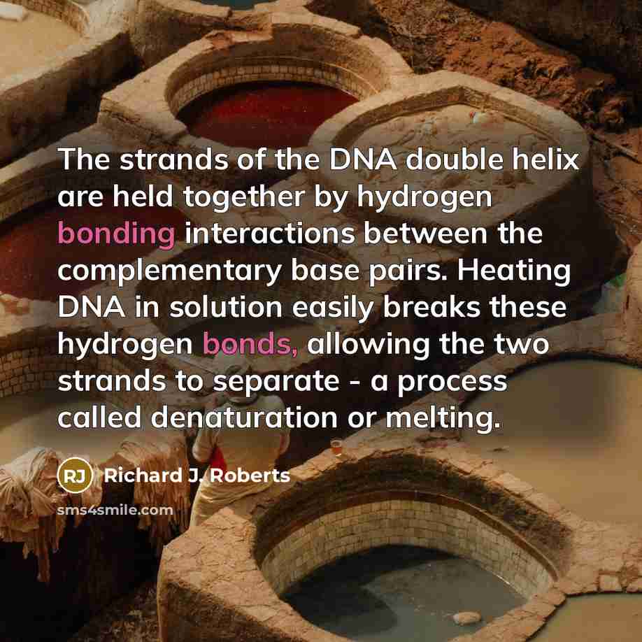 “The strands of the DNA double helix are held together by hydrogen bonding interactions between the complementary base pairs. Heating DNA in solution easily breaks these hydrogen bonds, allowing the two strands to separate - a process called denaturation or melting.” quote by Richard J. Roberts