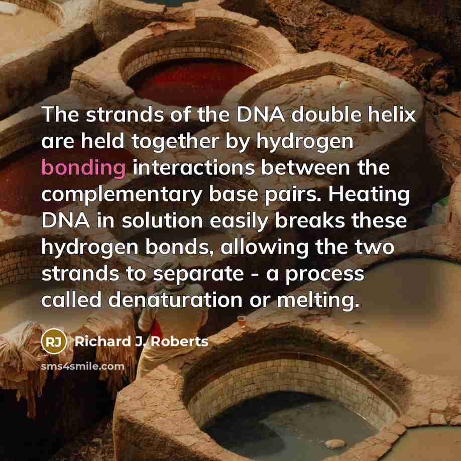 “The strands of the DNA double helix are held together…” quote by Richard J. Roberts