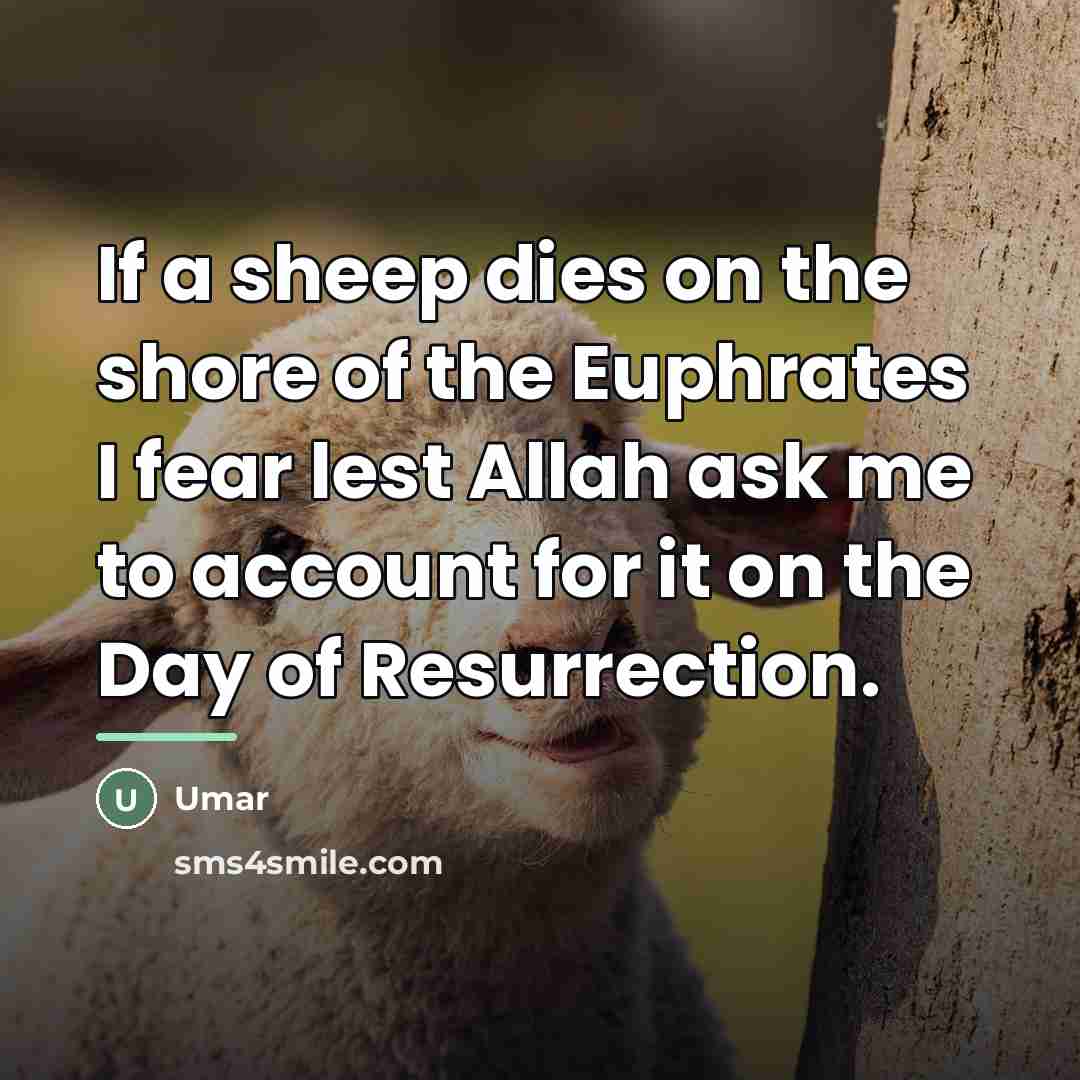 “If a sheep dies on the shore of the Euphrates…” quote by Umar