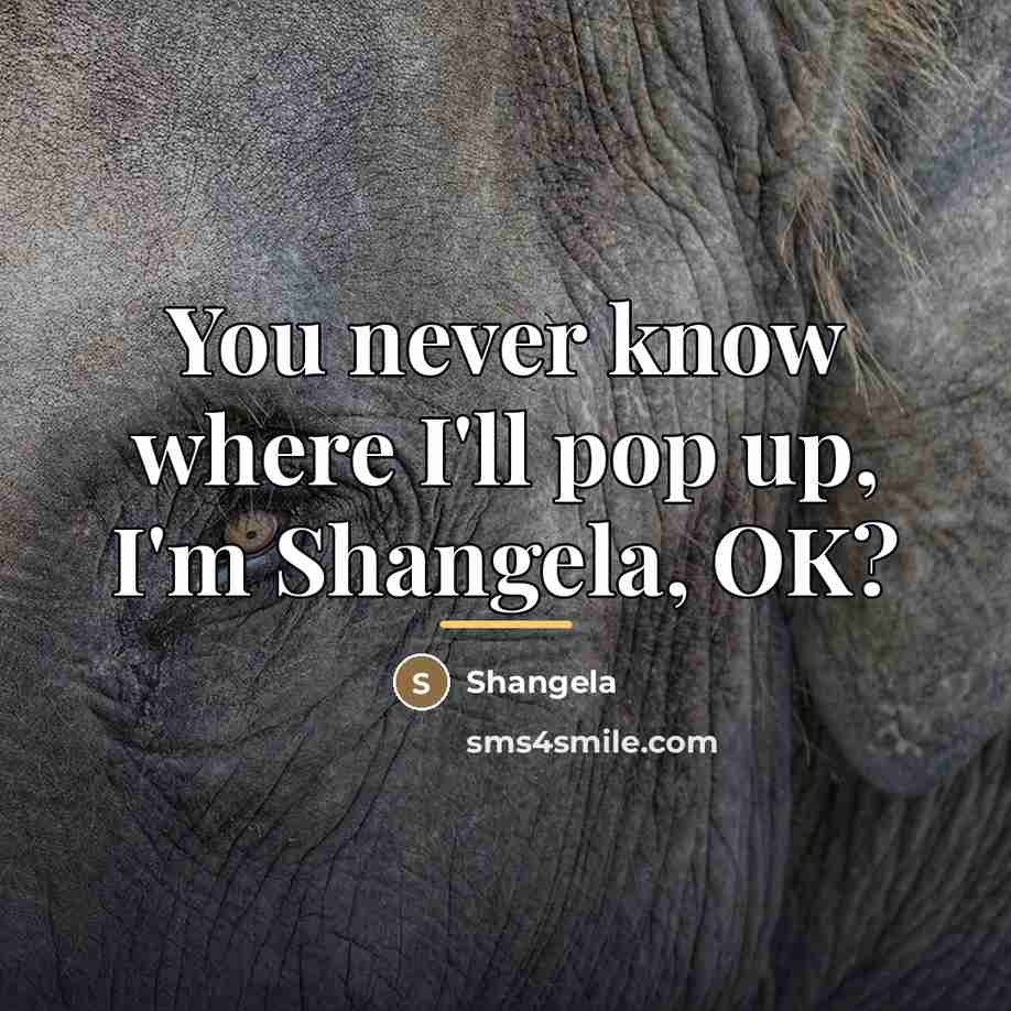 “You never know where I'll pop up, I'm Shangela, OK?…” quote by Shangela