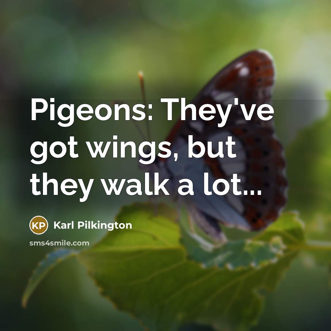 “Pigeons: They've got wings, but they walk a lot...” quote by Karl Pilkington
