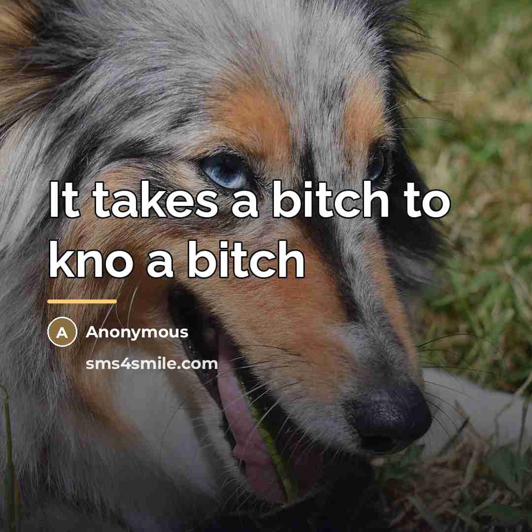 “It takes a bitch to kno a bitch…” quote by Anonymous