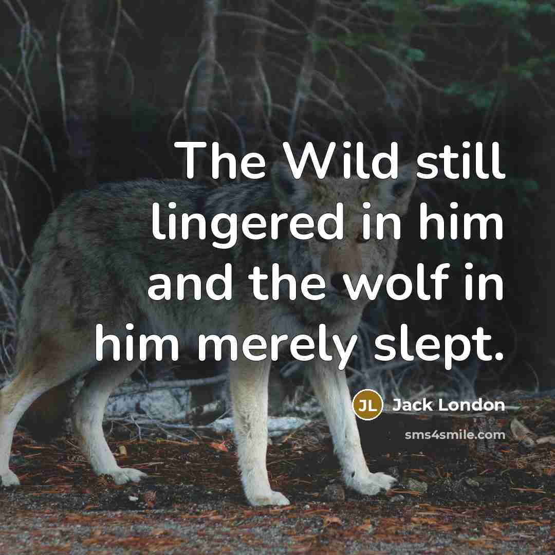 “The Wild still lingered in him and the wolf in…” quote by Jack London