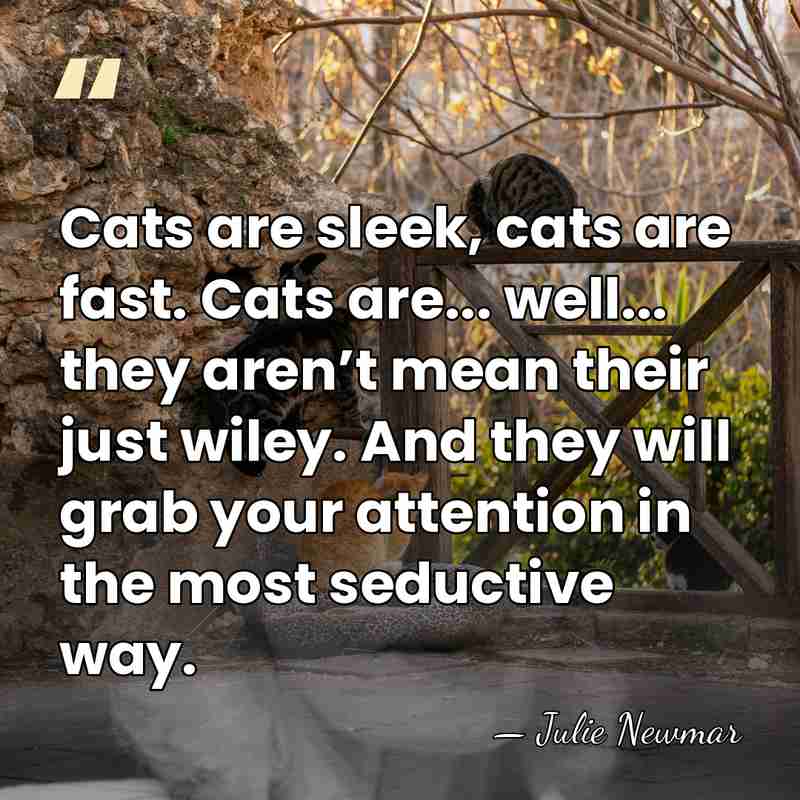 Cats are sleek, cats are fast. Cats are... well... they aren’t mean&hellip; - Julie Newmar
