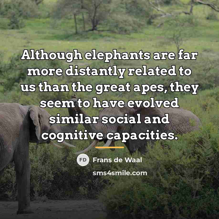 “Although elephants are far more distantly related to us than…” quote by Frans de Waal