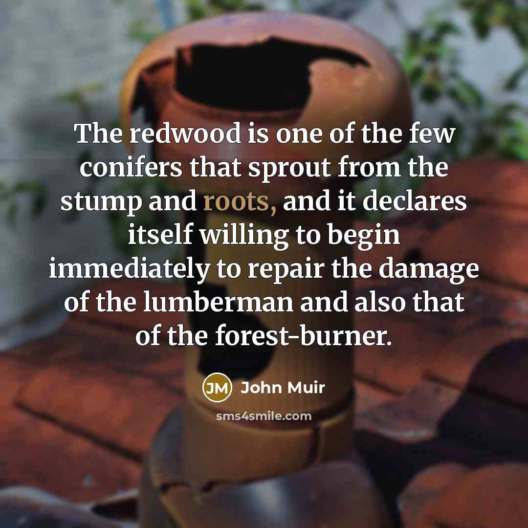 “The redwood is one of the few conifers that sprout…” quote by John Muir