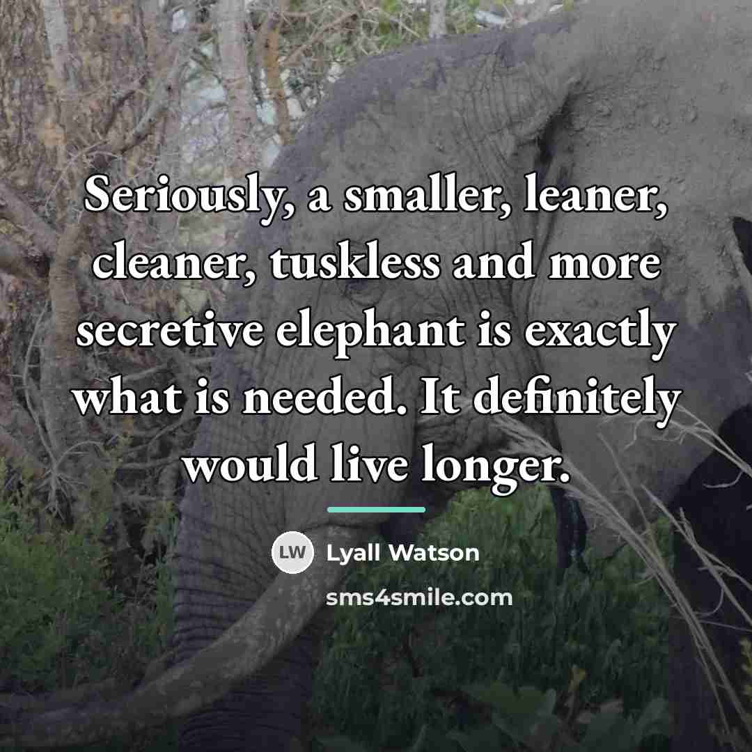 “Seriously, a smaller, leaner, cleaner, tuskless and more secretive elephant…” quote by Lyall Watson