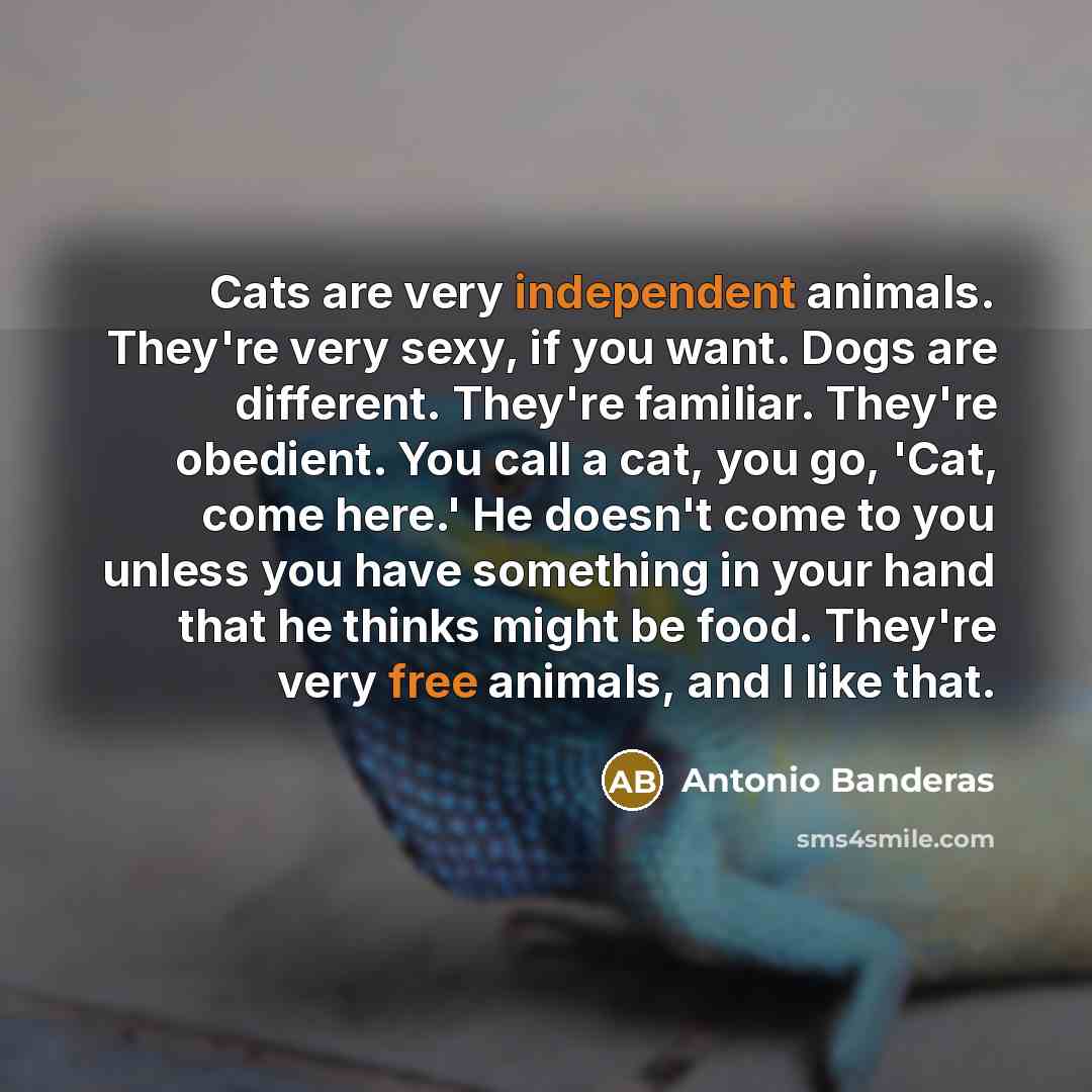 “Cats are very independent animals. They're very sexy, if you…” quote by Antonio Banderas
