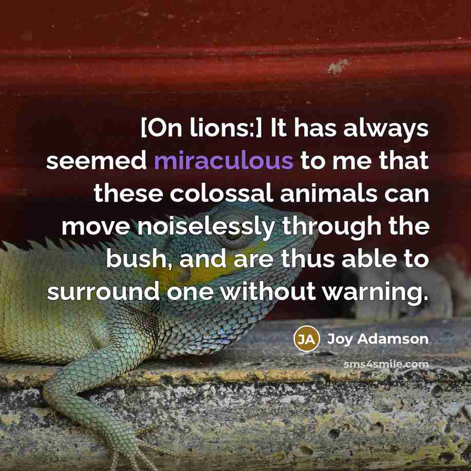 “[On lions:] It has always seemed miraculous to me that…” quote by Joy Adamson