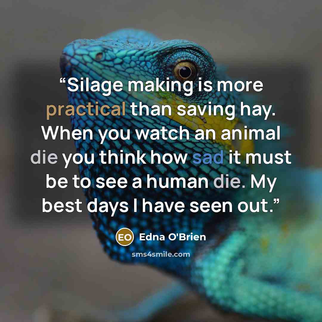 “Silage making is more practical than saving hay. When you watch an animal die you think how sad it must be to see a human die. My best days I have seen out.” quote by Edna O'Brien