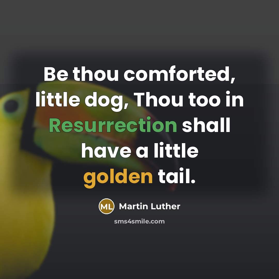 “Be thou comforted, little dog, Thou too in Resurrection shall have a little golden tail.” quote by Martin Luther