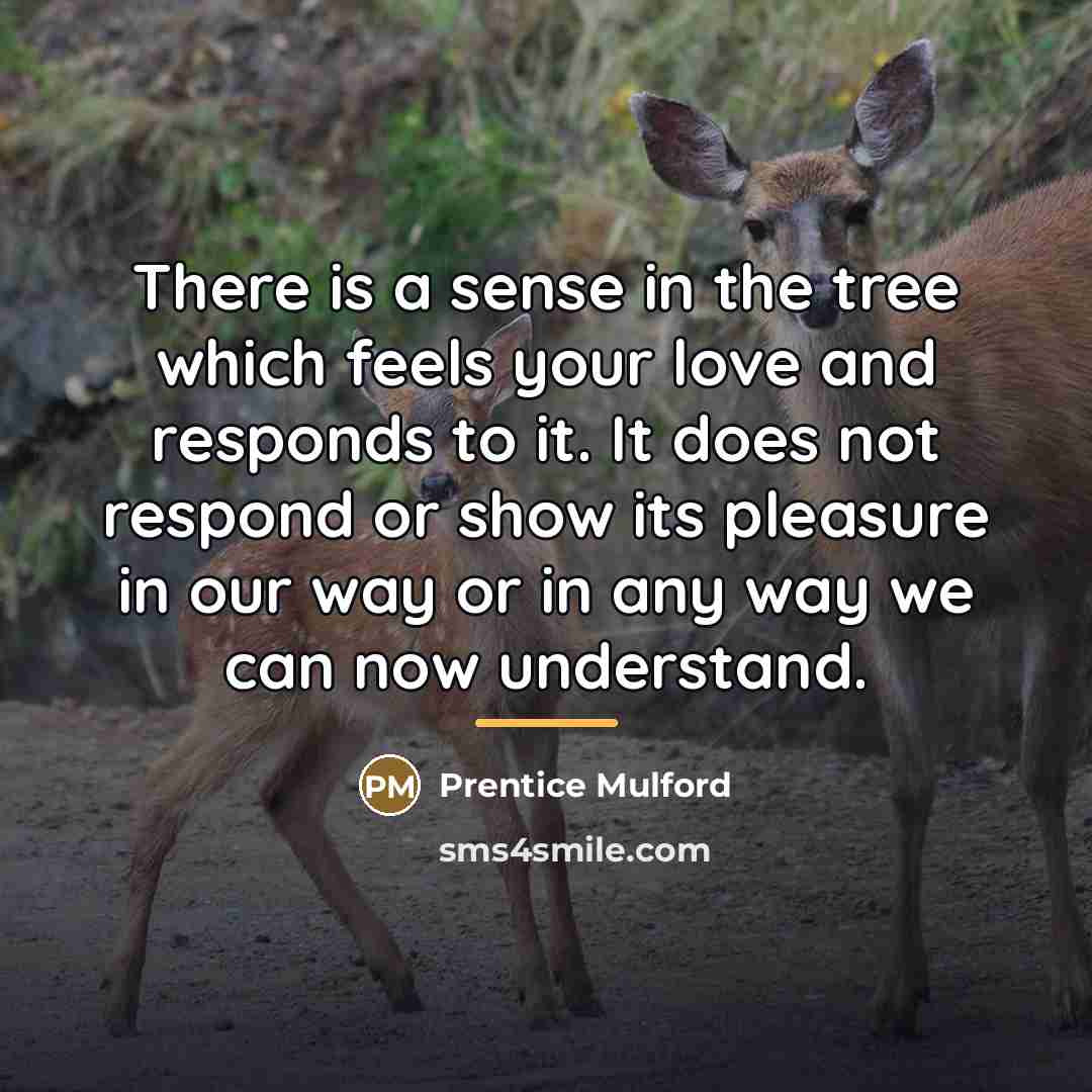 “There is a sense in the tree which feels your…” quote by Prentice Mulford
