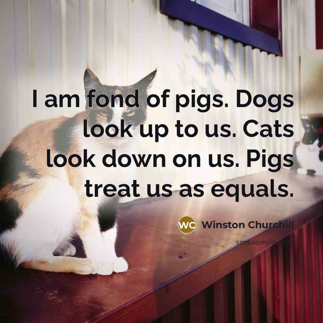“I am fond of pigs. Dogs look up to us.…” quote by Winston Churchill