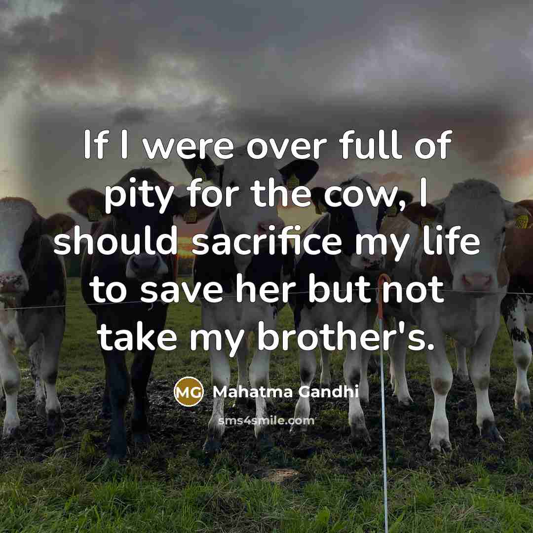 “If I were over full of pity for the cow,…” quote by Mahatma Gandhi