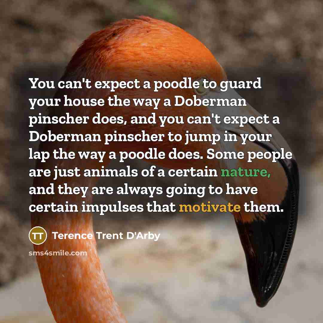 “You can't expect a poodle to guard your house the…” quote by Terence Trent D'Arby
