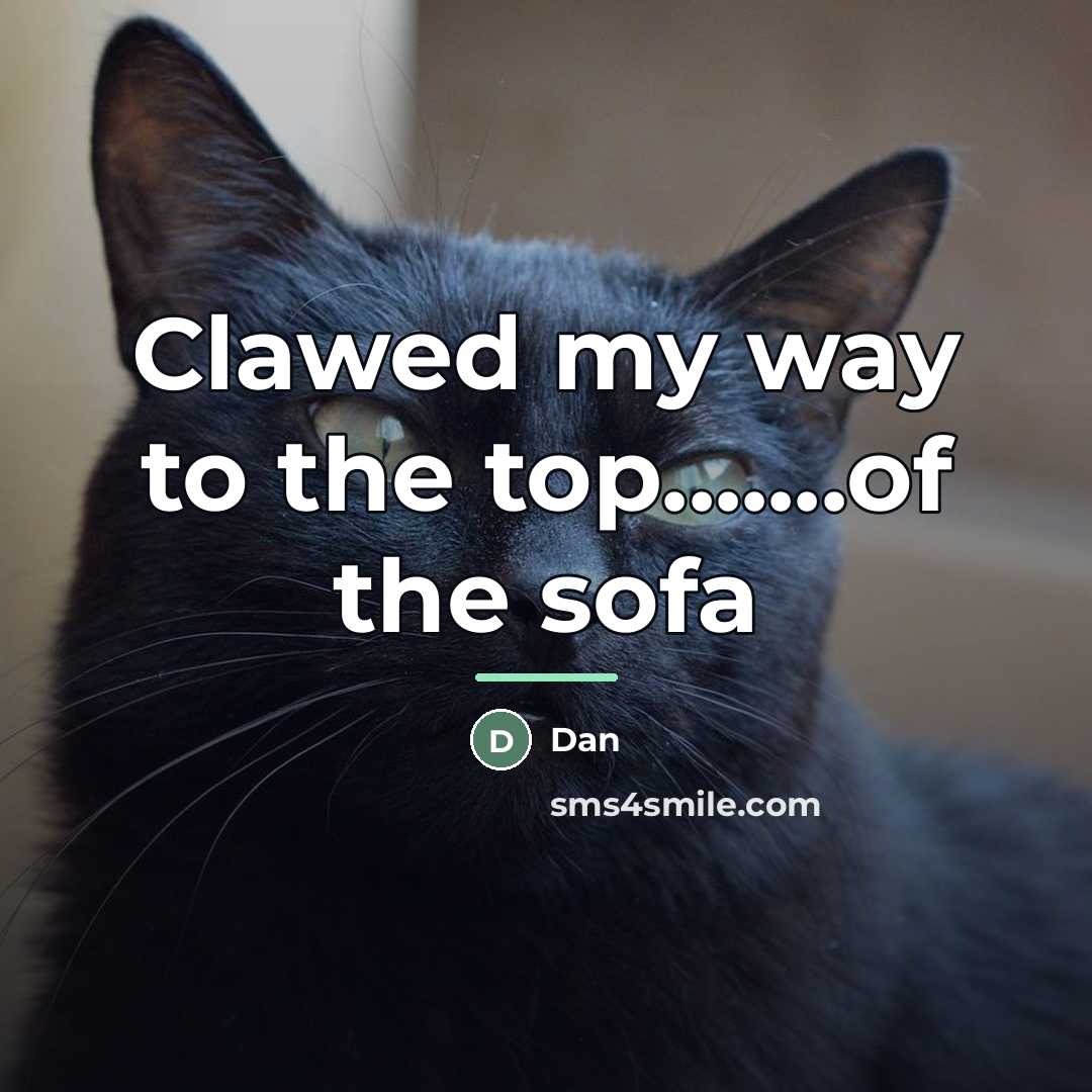“Clawed my way to the top.......of the sofa…” quote by Dan