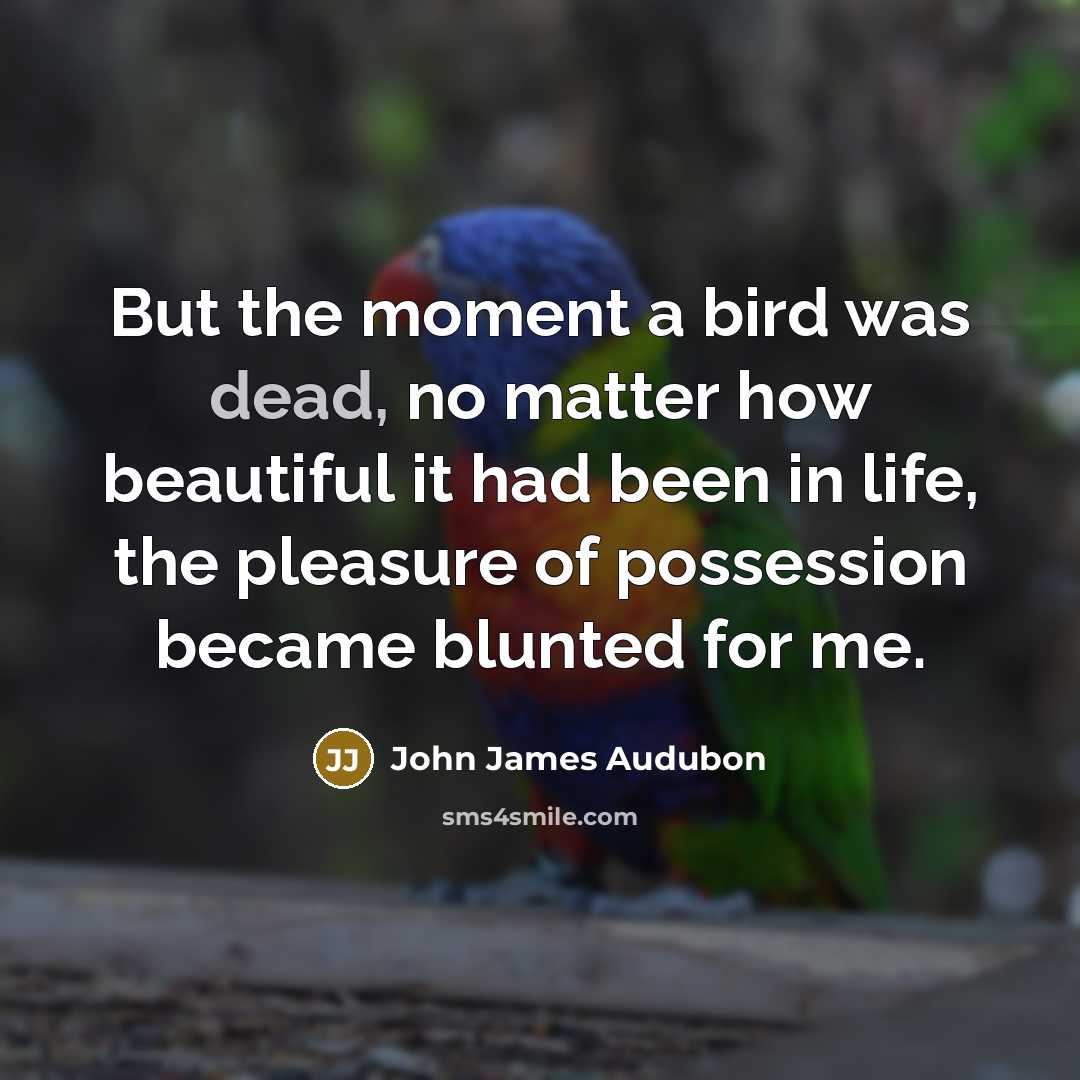 “But the moment a bird was dead, no matter how…” quote by John James Audubon