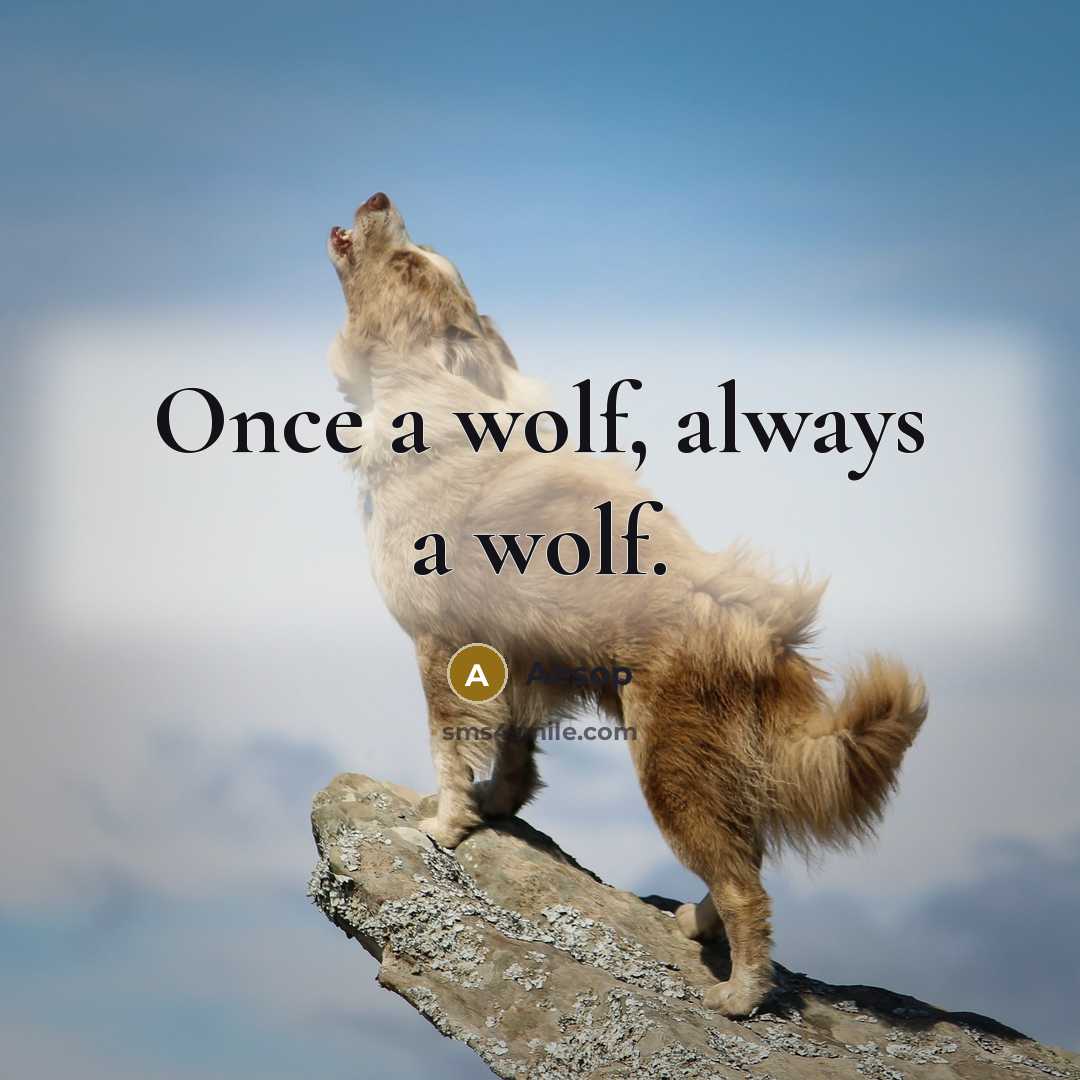 “Once a wolf, always a wolf.” quote by Aesop