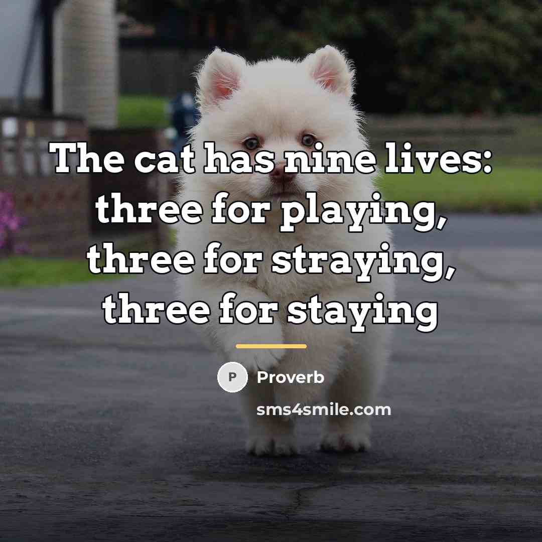 “The cat has nine lives: three for playing, three for…” quote by Proverb