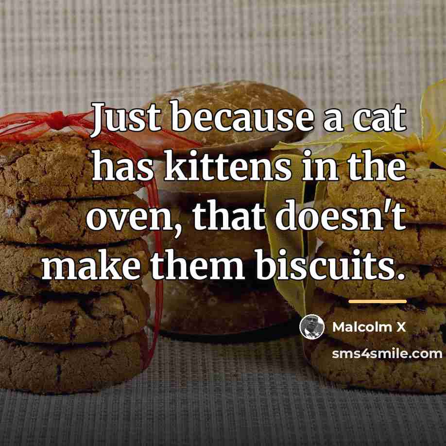 “Just because a cat has kittens in the oven, that…” quote by Malcolm X