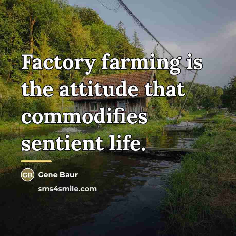 “Factory farming is the attitude that commodifies sentient life.…” quote by Gene Baur