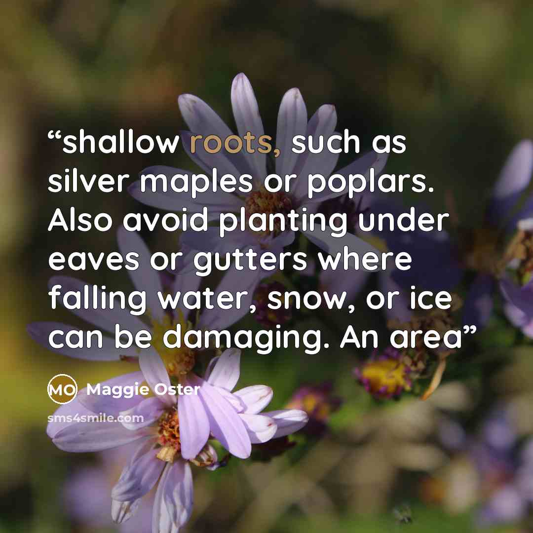 “shallow roots, such as silver maples or poplars. Also avoid planting under eaves or gutters where falling water, snow, or ice can be damaging. An area” quote by Maggie Oster
