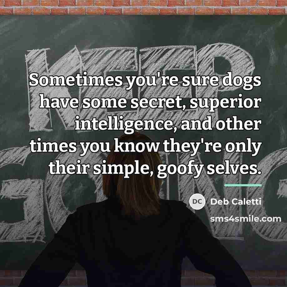 “Sometimes you're sure dogs have some secret, superior intelligence, and…” quote by Deb Caletti