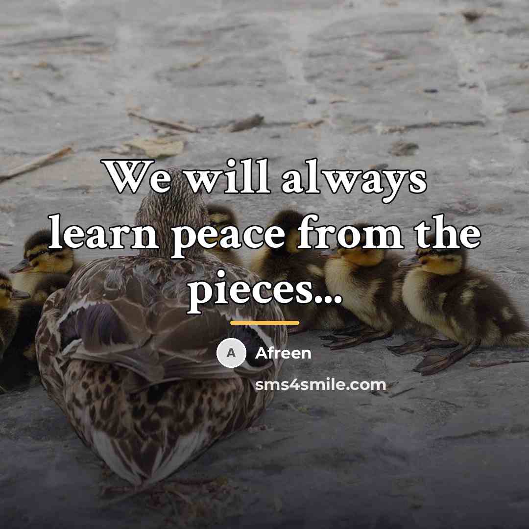 “We will always learn peace from the pieces...…” quote by Afreen