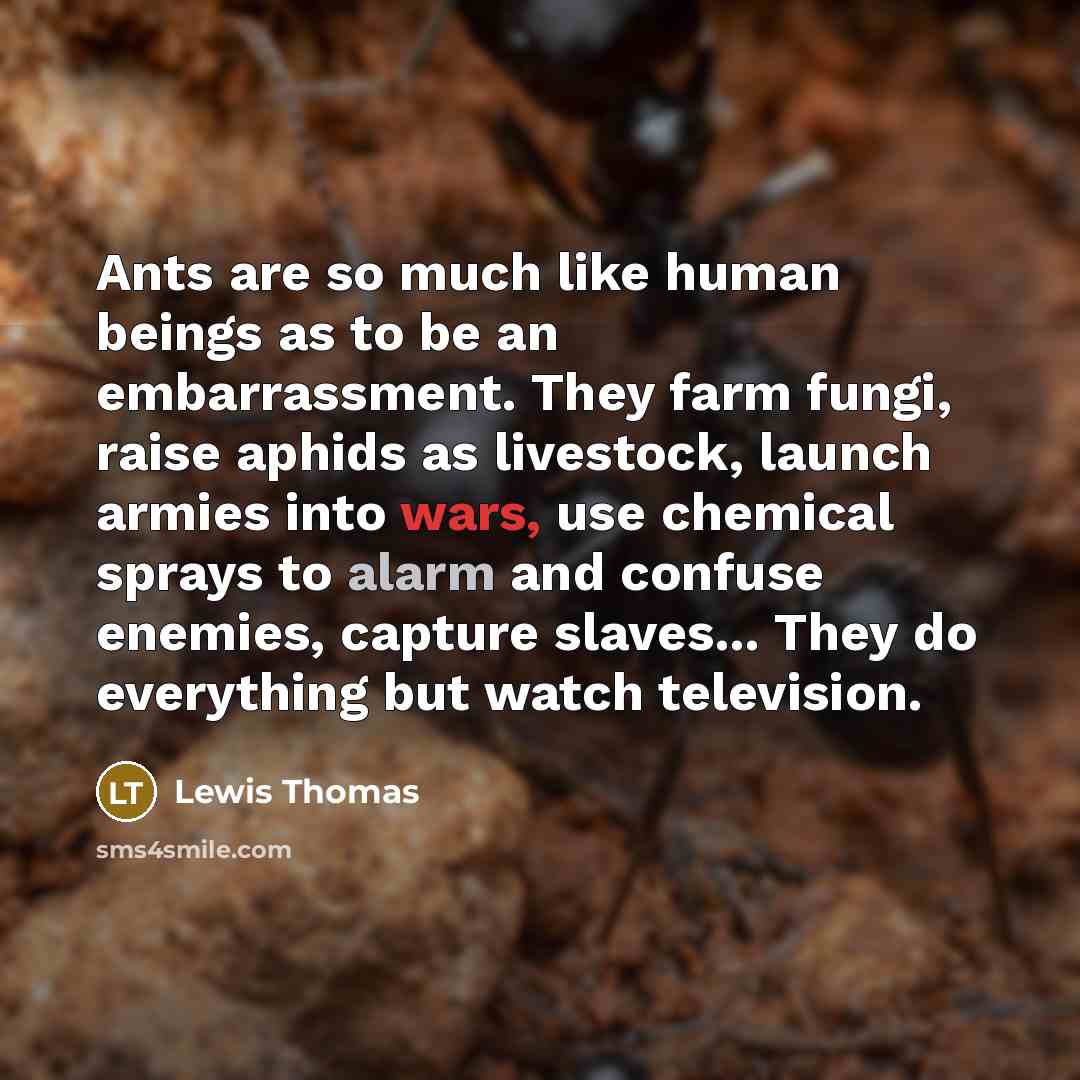 “Ants are so much like human beings as to be…” quote by Lewis Thomas