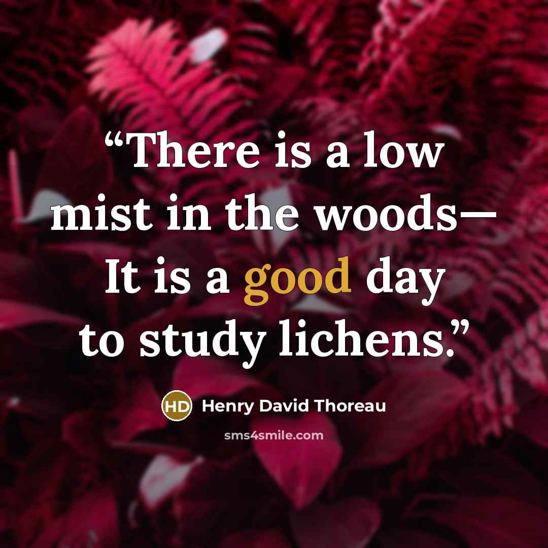 “There is a low mist in the woods— It is a good day to study lichens.” quote by Henry David Thoreau