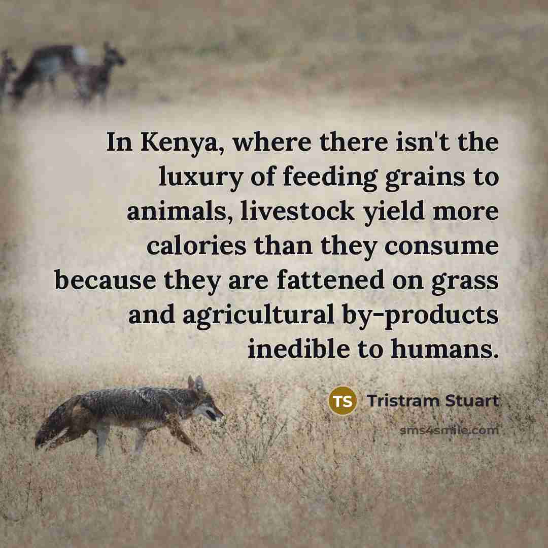 “In Kenya, where there isn't the luxury of feeding grains…” quote by Tristram Stuart