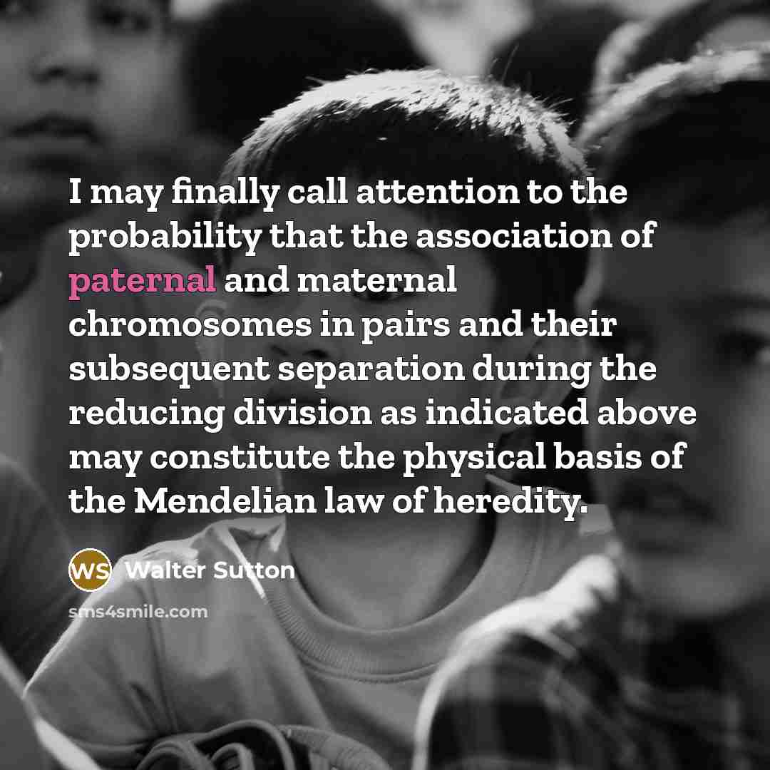 “I may finally call attention to the probability that the association of paternal and maternal chromosomes in pairs and their subsequent separation during the reducing division as indicated above may constitute the physical basis of the Mendelian law of heredity.” quote by Walter Sutton