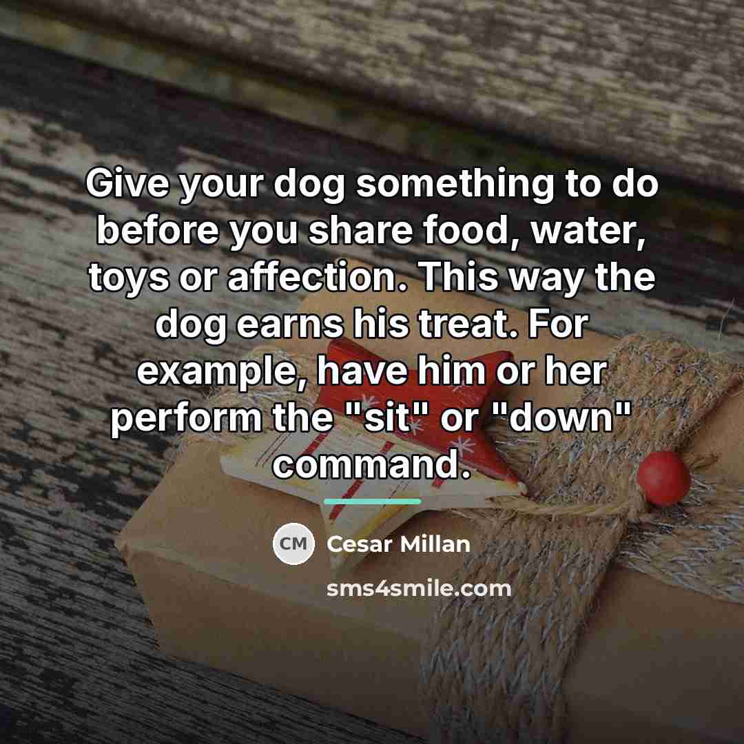 “Give your dog something to do before you share food,…” quote by Cesar Millan