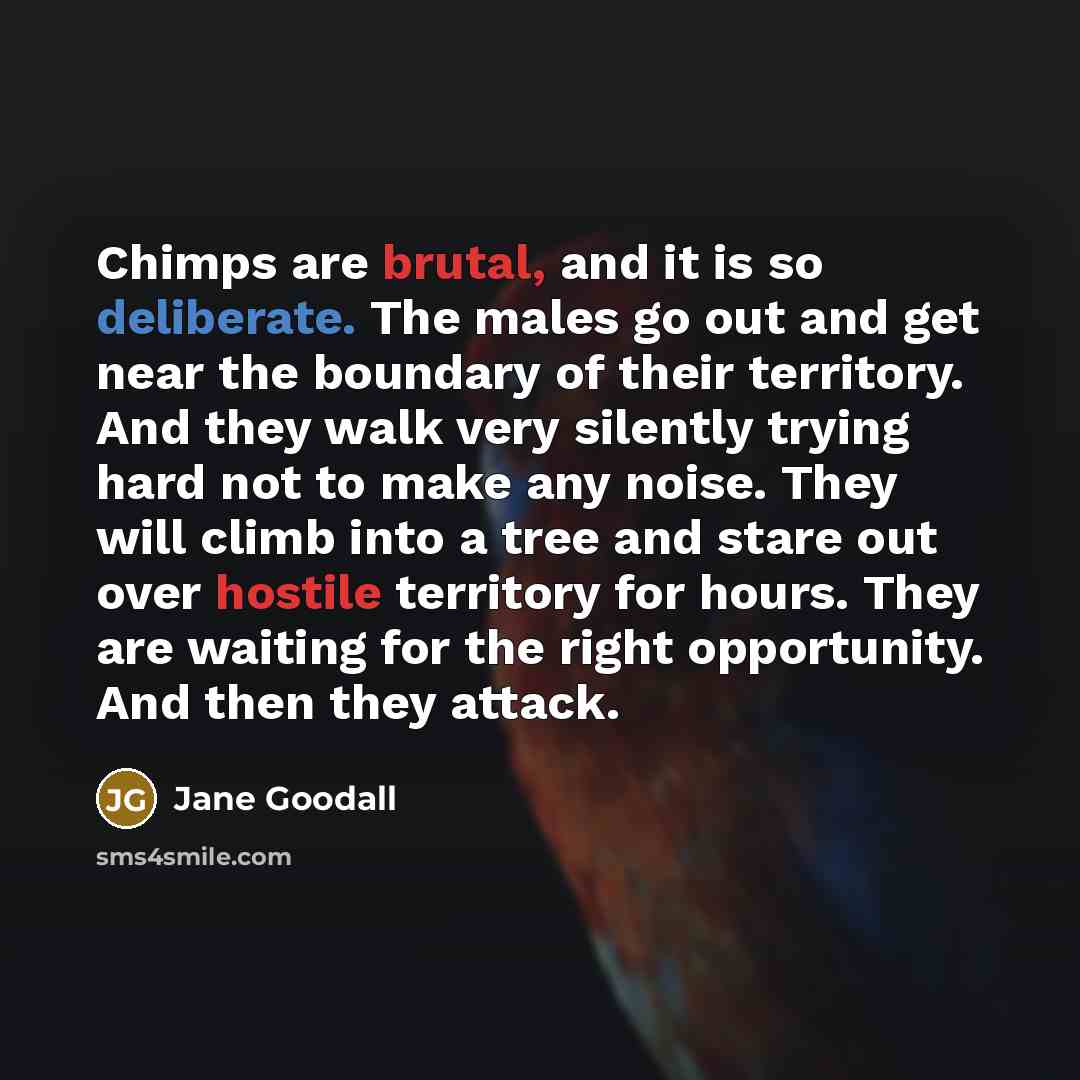 “Chimps are brutal, and it is so deliberate. The males go out and get near the boundary of their territory. And they walk very silently trying hard not to make any noise. They will climb into a tree and stare out over hostile territory for hours. They are waiting for the right opportunity. And then…” quote by Jane Goodall