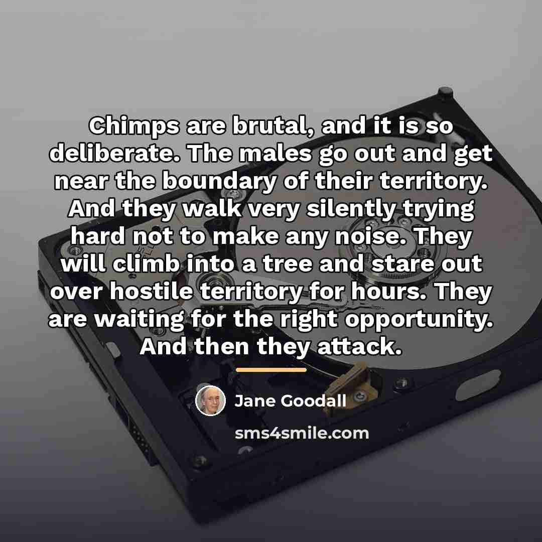 “Chimps are brutal, and it is so deliberate. The males…” quote by Jane Goodall