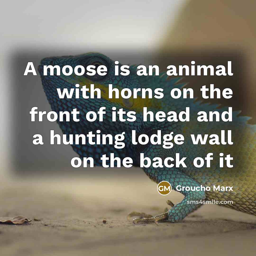 “A moose is an animal with horns on the front…” quote by Groucho Marx