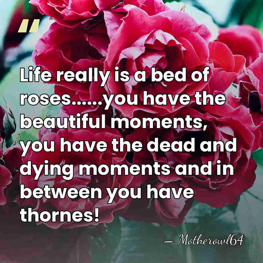 Life really is a bed of roses......you have the beautiful moments, you&hellip; - Motherowl64