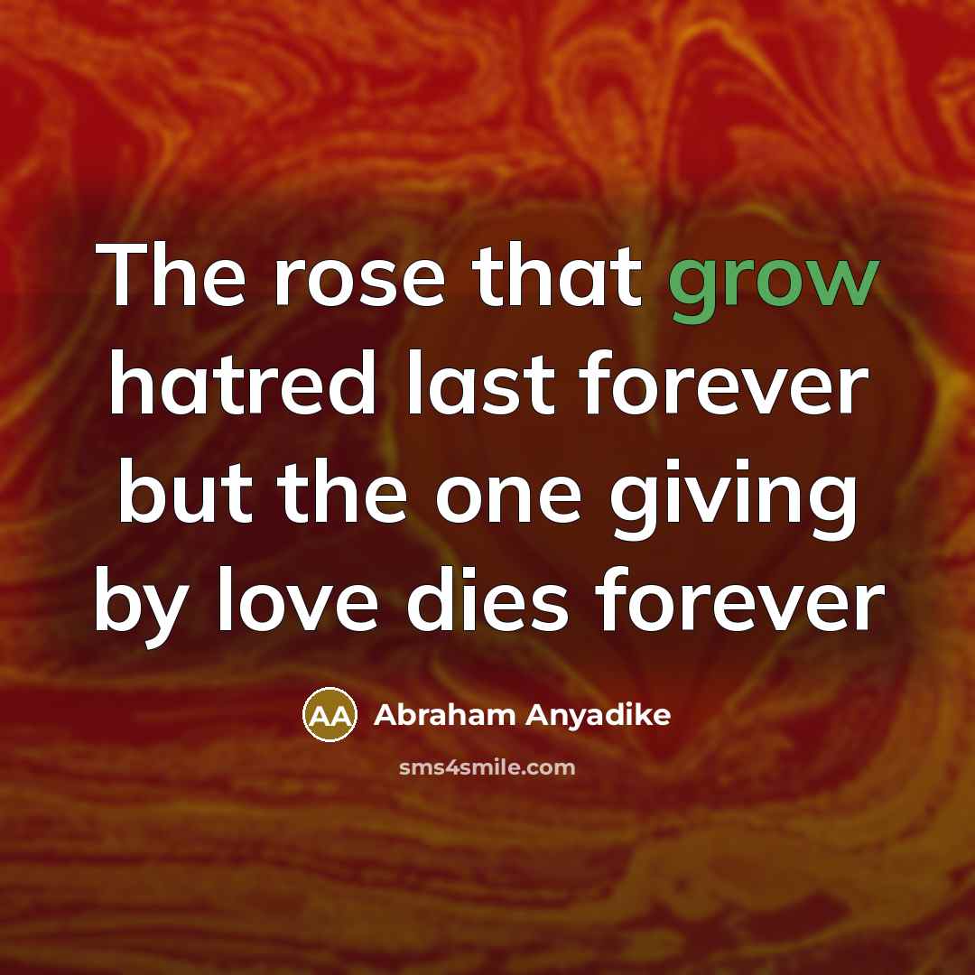 “The rose that grow hatred last forever but the one…” quote by Abraham Anyadike