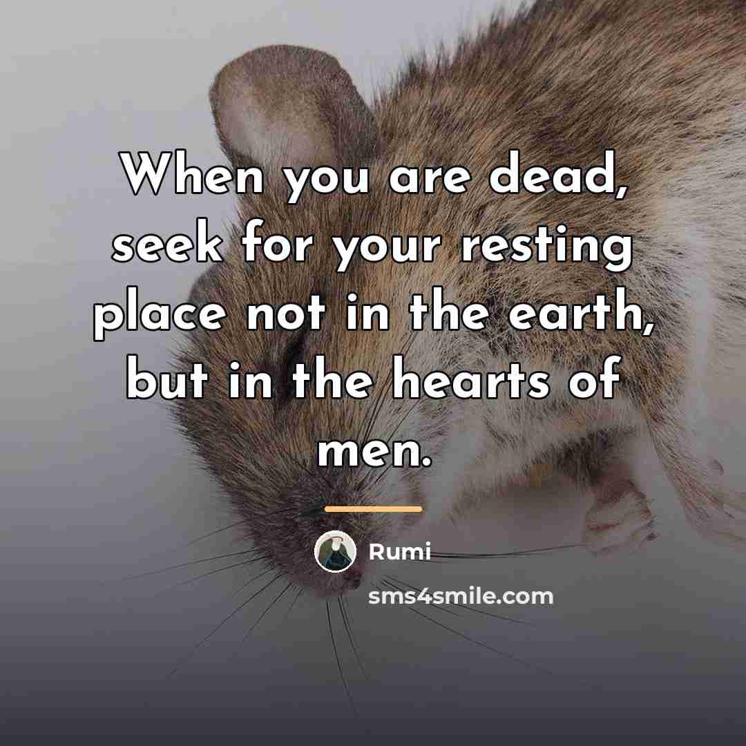 “When you are dead, seek for your resting place not…” quote by Rumi