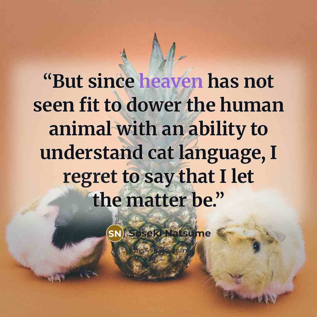 “But since heaven has not seen fit to dower the human animal with an ability to understand cat language, I regret to say that I let the matter be.” quote by Sōseki Natsume