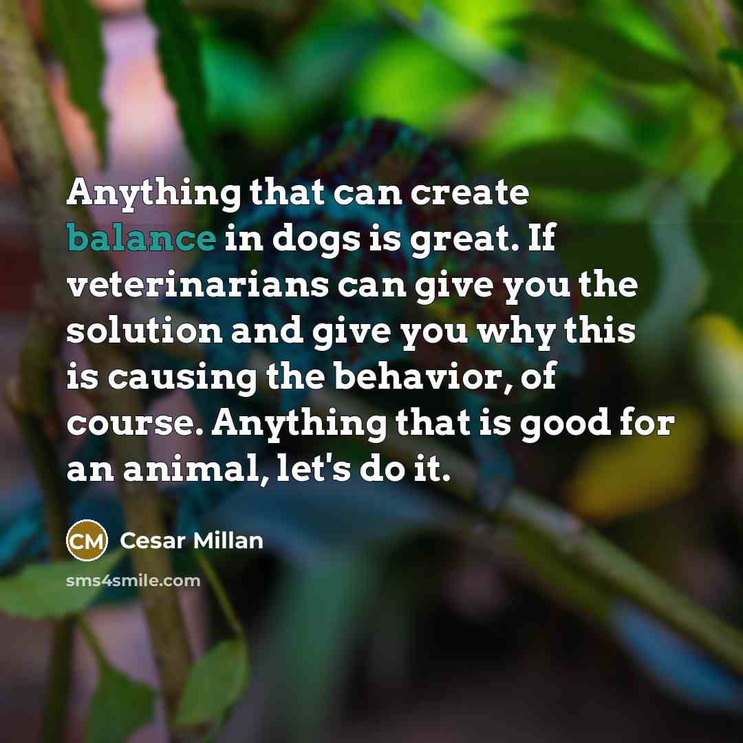 “Anything that can create balance in dogs is great. If…” quote by Cesar Millan