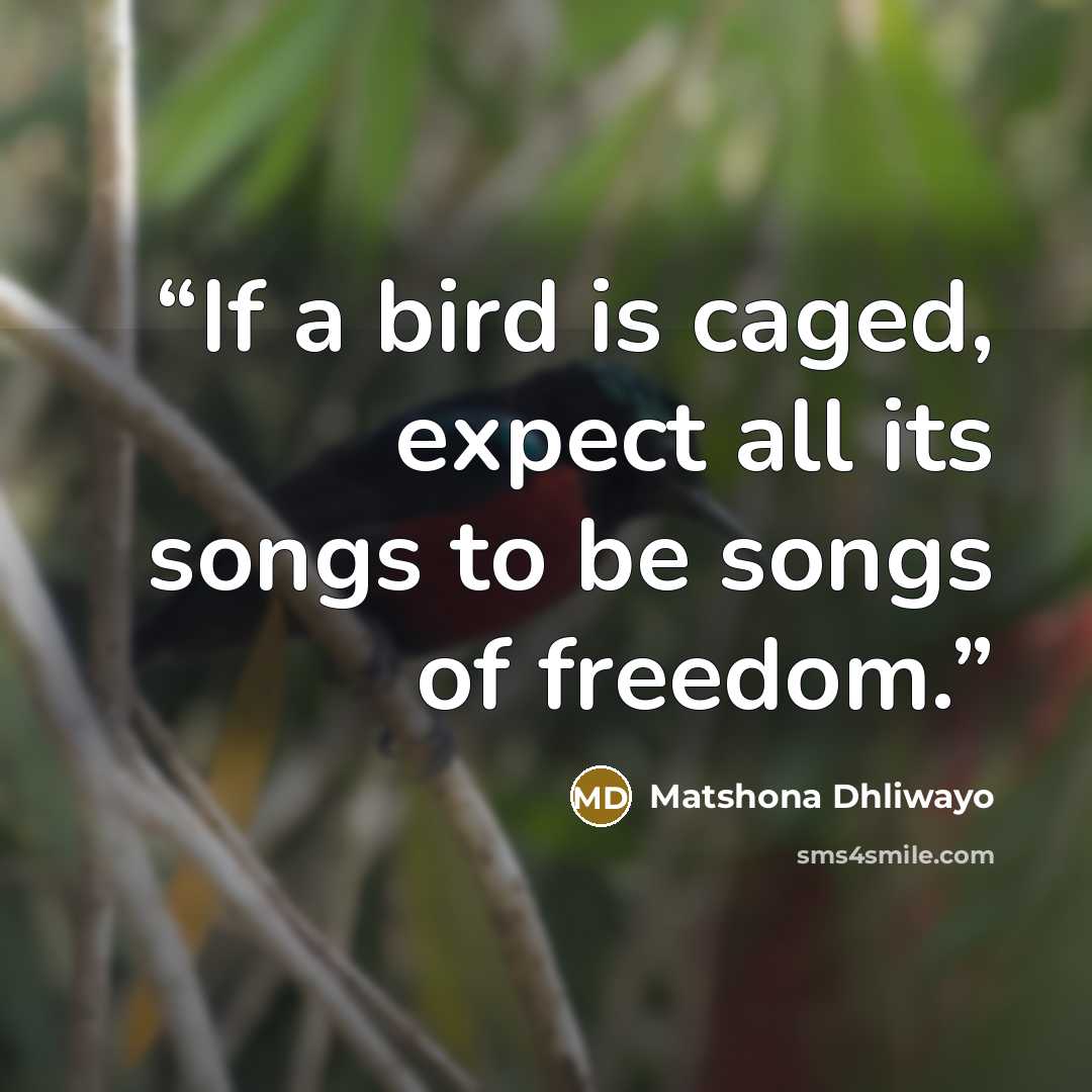 “If a bird is caged, expect all its songs to be songs of freedom.” quote by Matshona Dhliwayo