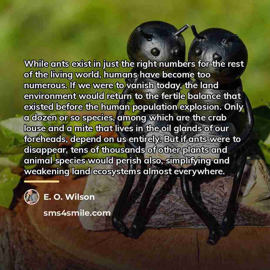 “While ants exist in just the right numbers for the…” quote by E. O. Wilson