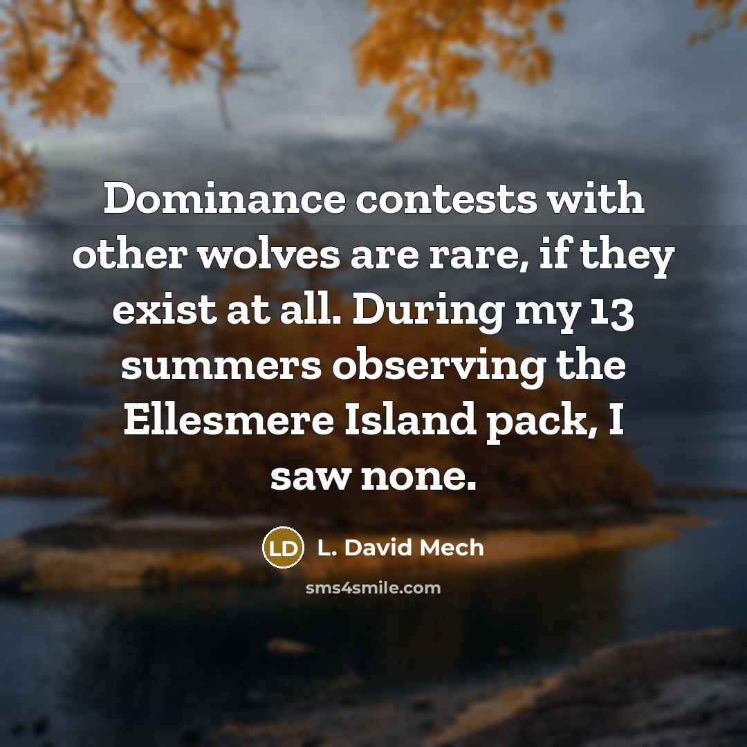 “Dominance contests with other wolves are rare, if they exist…” quote by L. David Mech