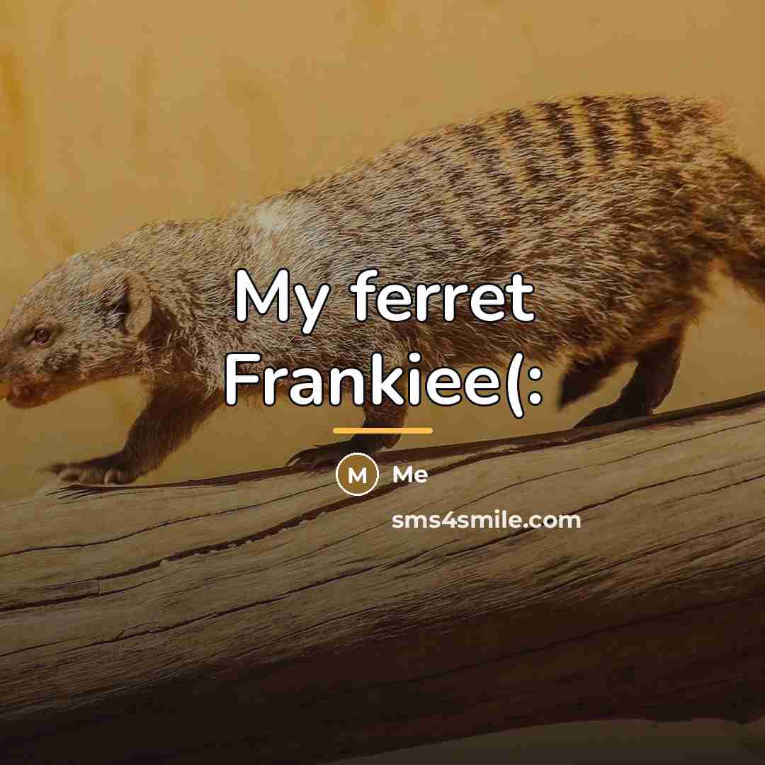 “My ferret Frankiee(:…” quote by Me
