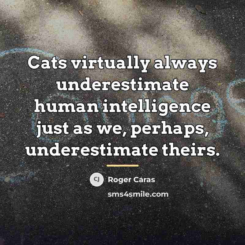 “Cats virtually always underestimate human intelligence just as we, perhaps,…” quote by Roger Caras