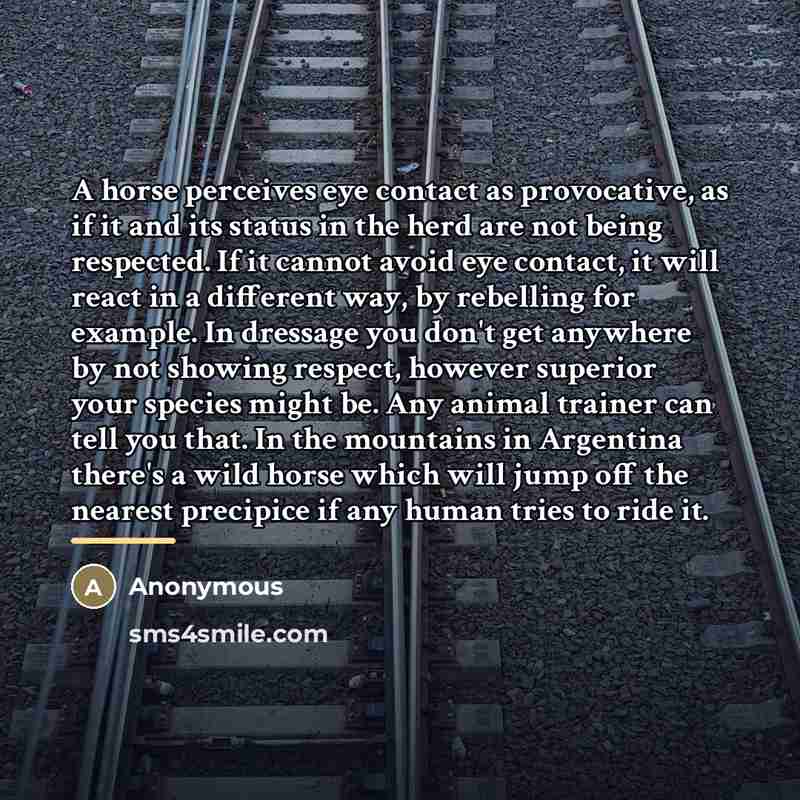 “A horse perceives eye contact as provocative, as if it…” quote by Anonymous