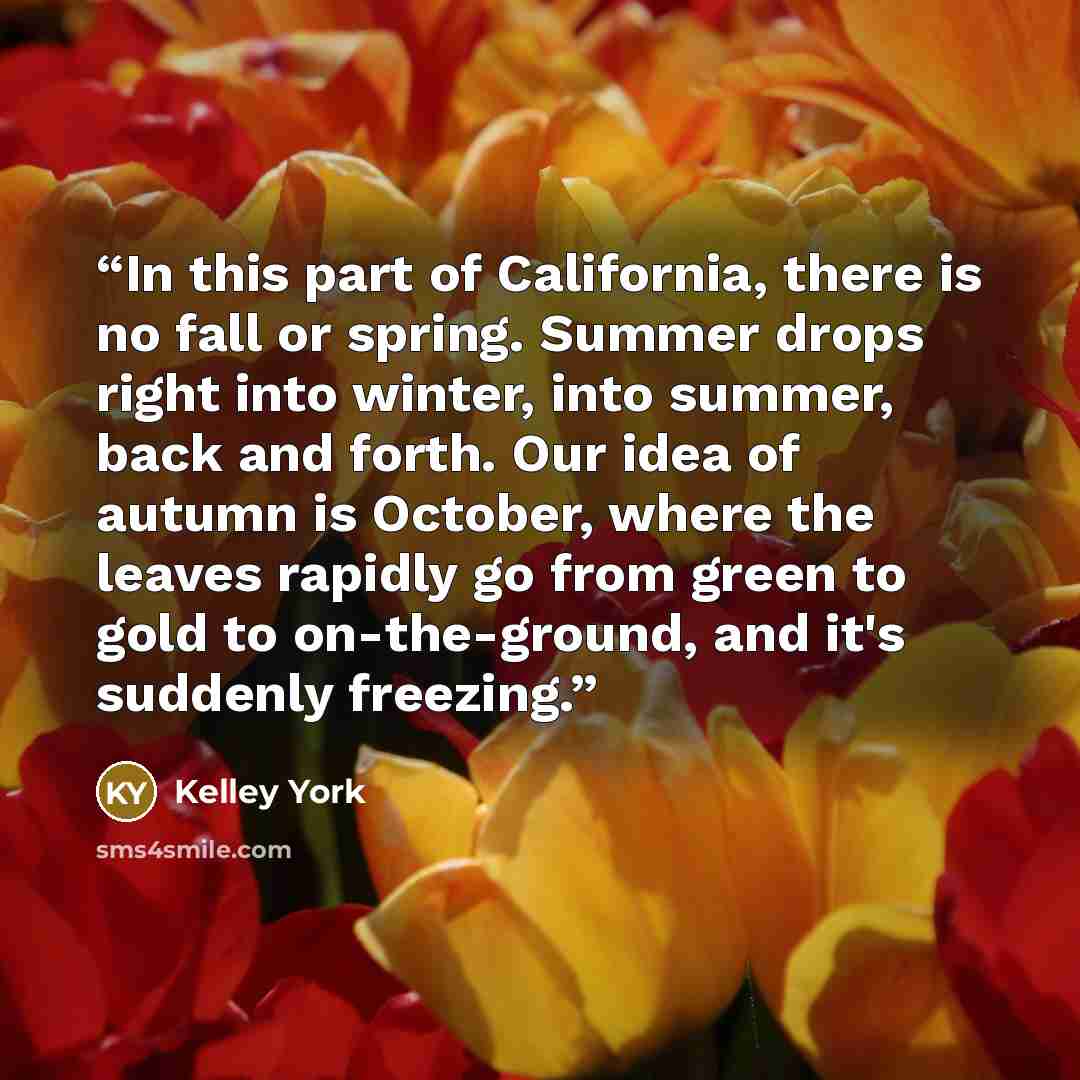 “In this part of California, there is no fall or spring. Summer drops right into winter, into summer, back and forth. Our idea of autumn is October, where the leaves rapidly go from green to gold to on-the-ground, and it's suddenly freezing.” quote by Kelley York