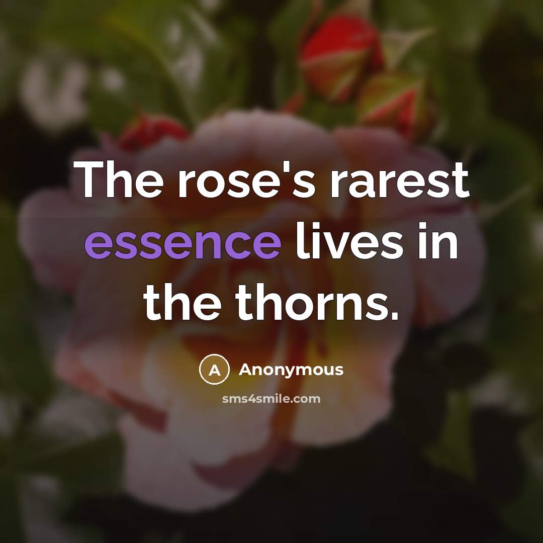 “The rose's rarest essence lives in the thorns.…” quote by Anonymous
